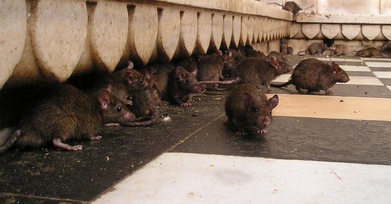 Cómo eliminar plagas de ratones?, Solución y tratamientos para la  prevención el control y eliminación de las plagas de ratones